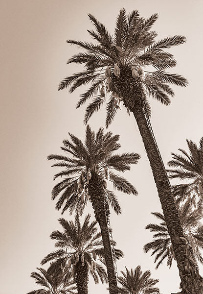 Date Palm Trees in Coachella Valley
