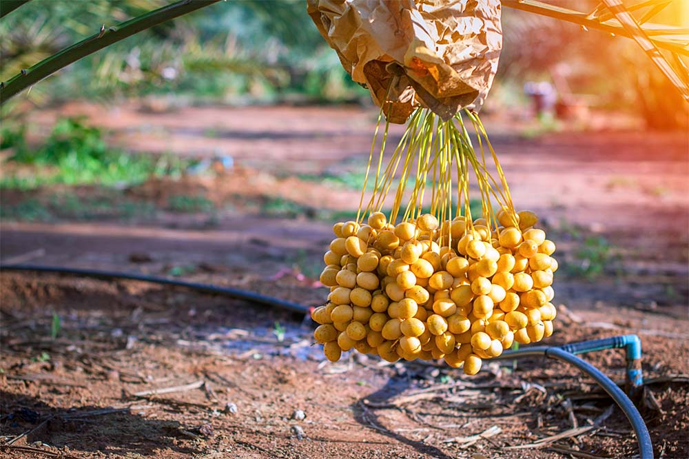 A bunch of yellow barhi dates hanging on a date tree