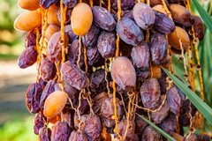 Golden Zahidi Dates - Oasis Date Gardens®