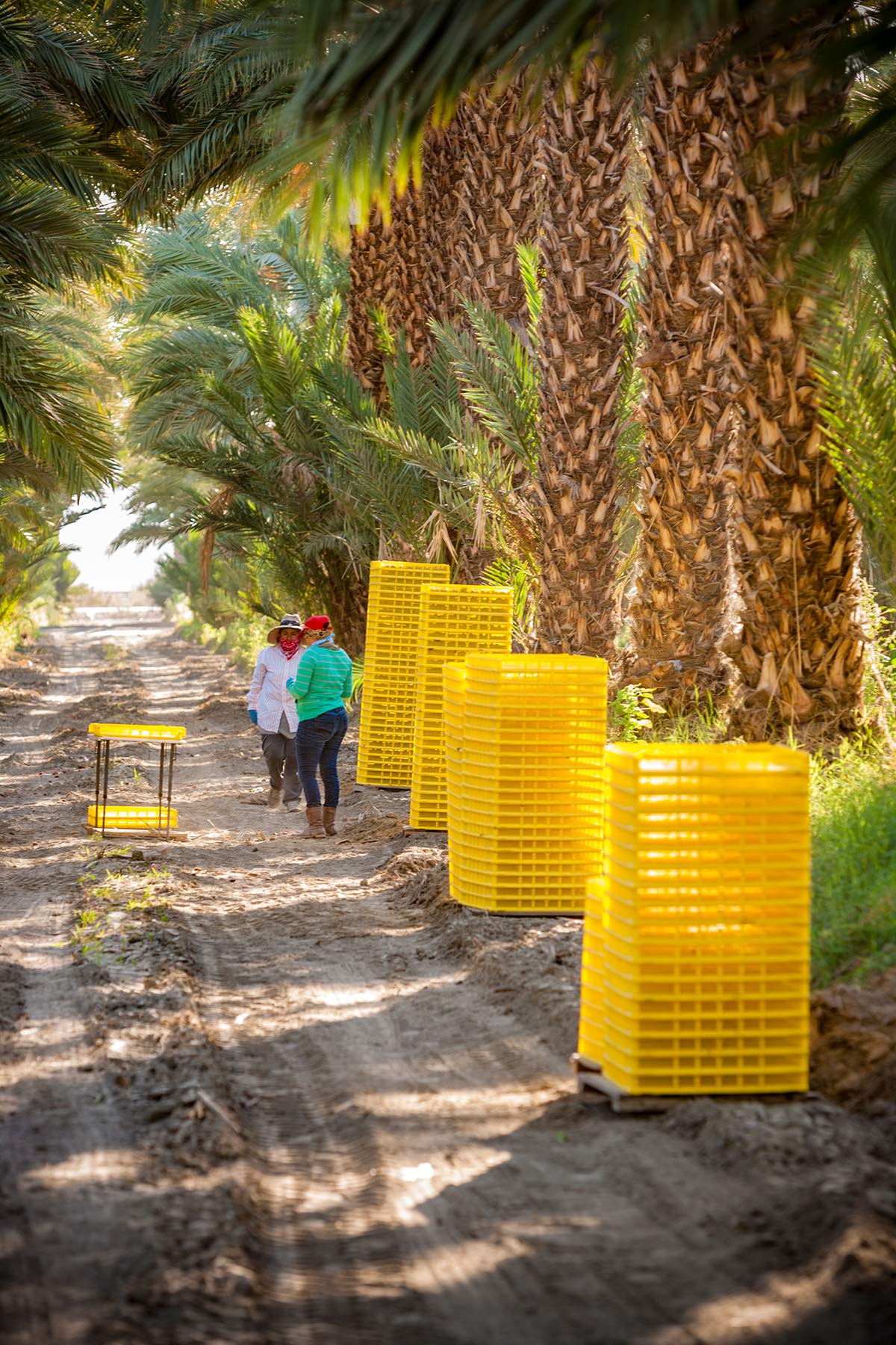 Oasis Date Gardens - Date Palms