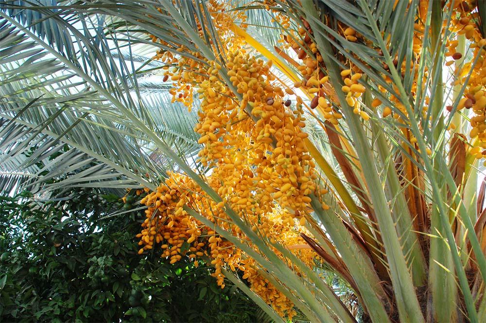 Yellow barhi dates on date palm