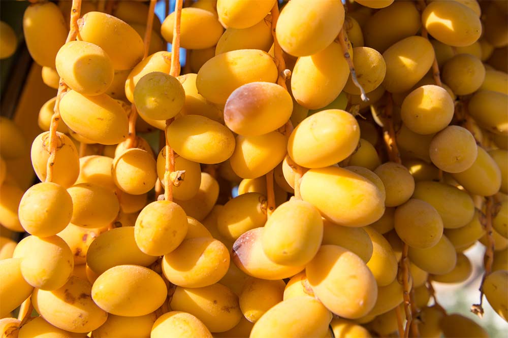 Close up of yellow barhi dates on date palm