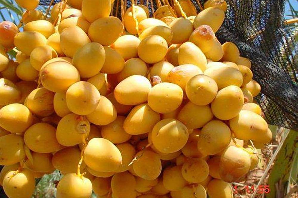Close up of yellow barhi dates on date palm