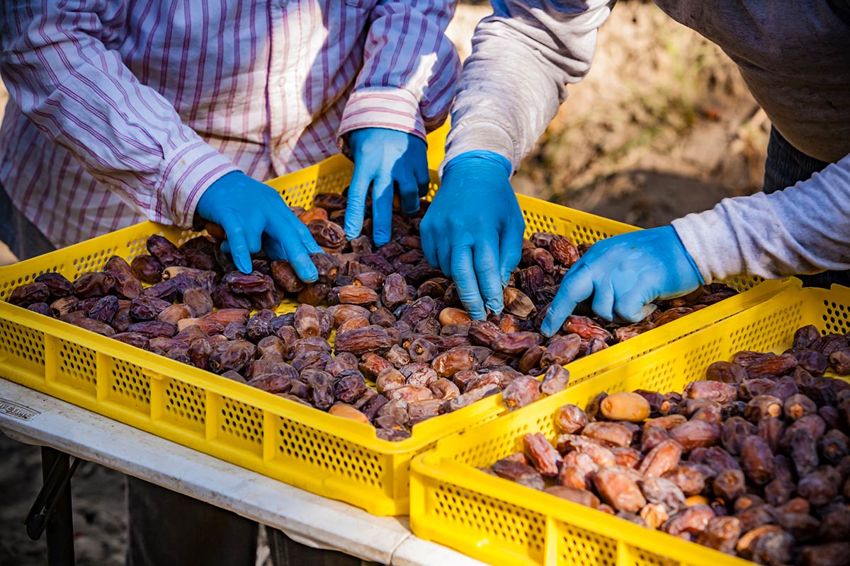 Farmers picking through ripe dates during harvest