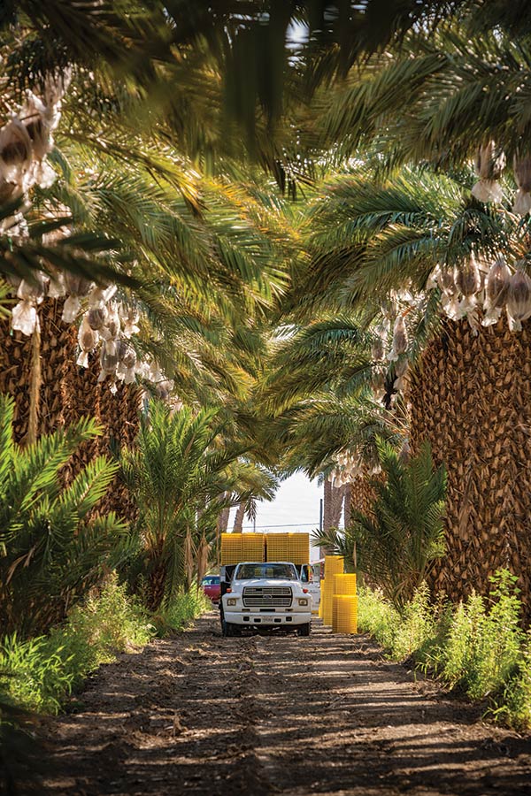 Farmers picking date palm trees