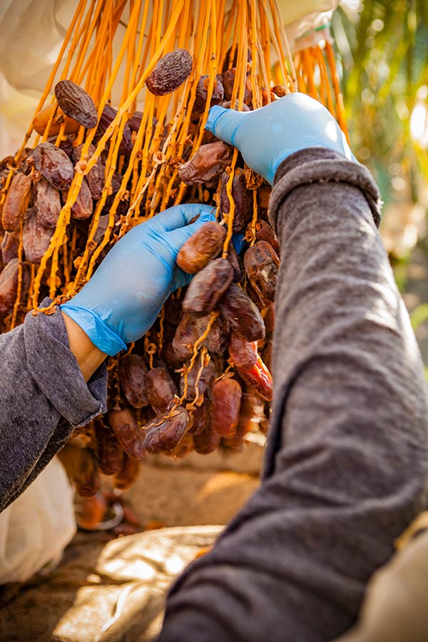 Hand picking dates from bunch