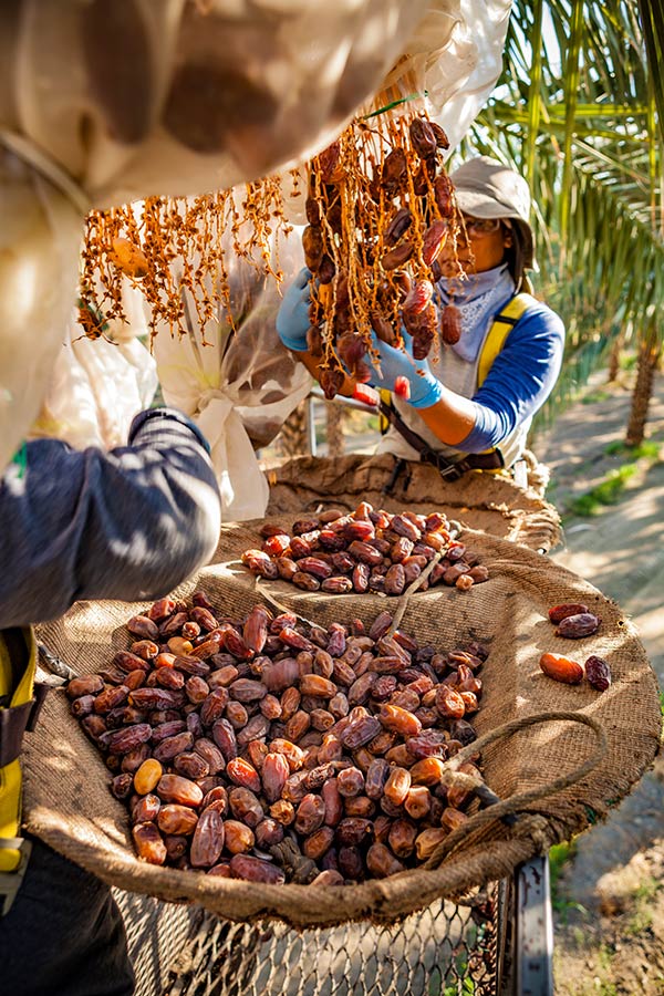 Farmer harvesting ripe dates from palm trees