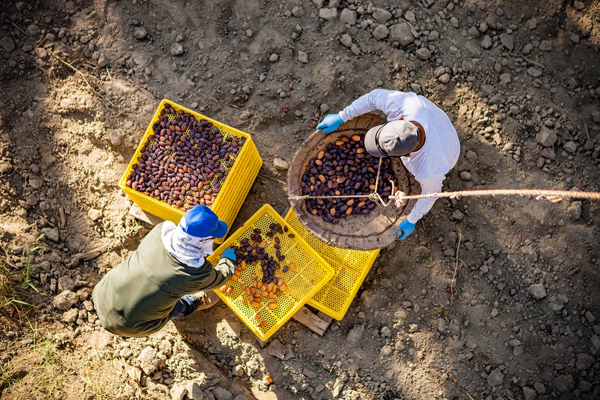 Farmers dumping dates onto trays during harvest